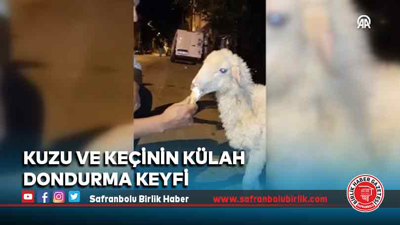 Kuzu ve keçinin külah dondurma keyfi