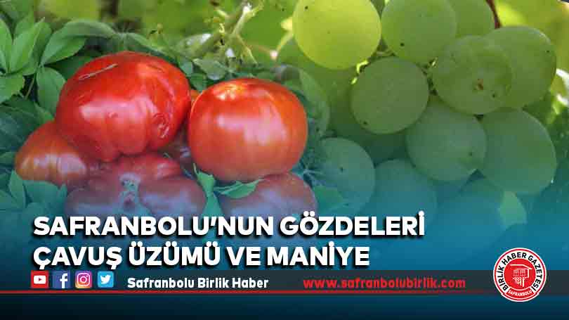 Safranbolu’nun Gözdeleri Çavuş Üzümü ve Maniye