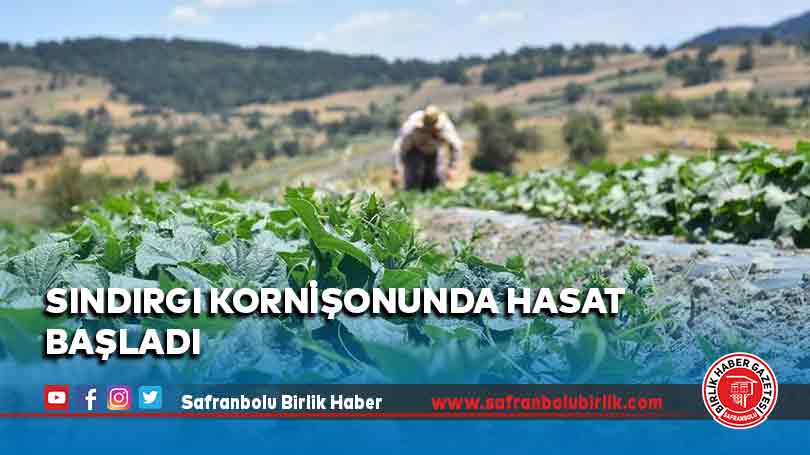 Sındırgı kornişonunda hasat başladı
