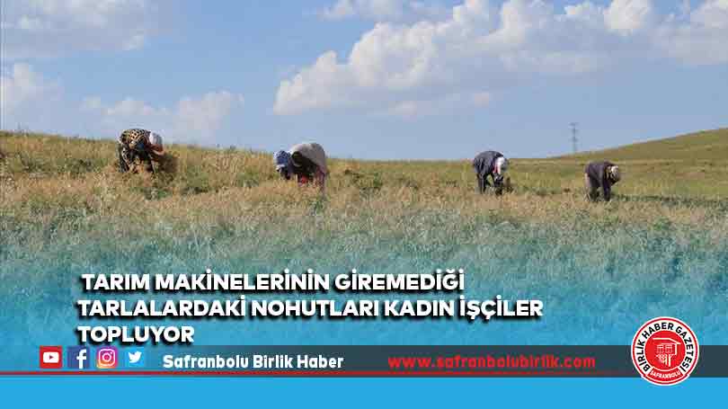 Tarım makinelerinin giremediği tarlalardaki nohutları kadın işçiler topluyor