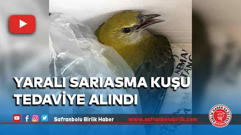 Yaralı sarıasma kuşu tedaviye alındı