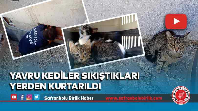 Yavru kediler sıkıştıkları yerden kurtarıldı