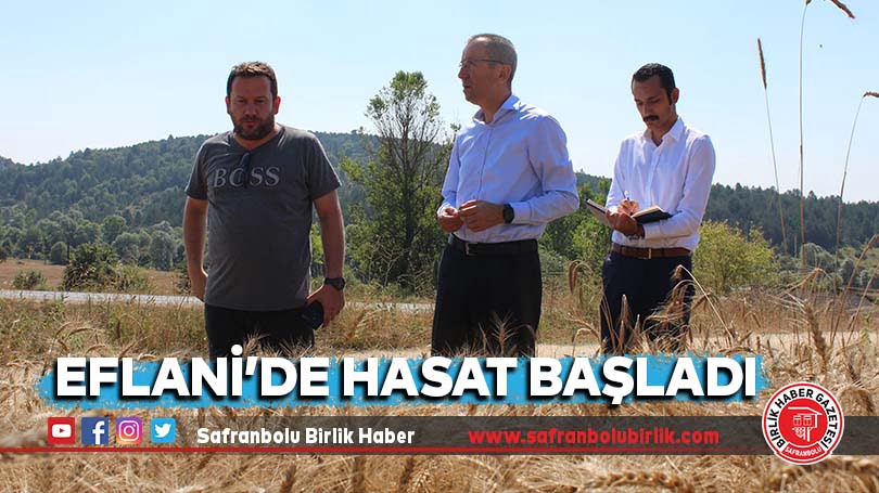 Eflani’de hasat başladı