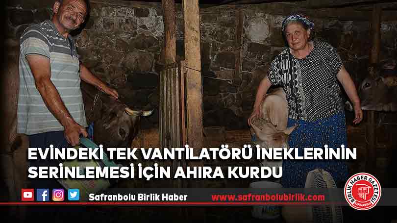Artvinli çiftçi evindeki tek vantilatörü ineklerinin serinlemesi için ahıra kurdu