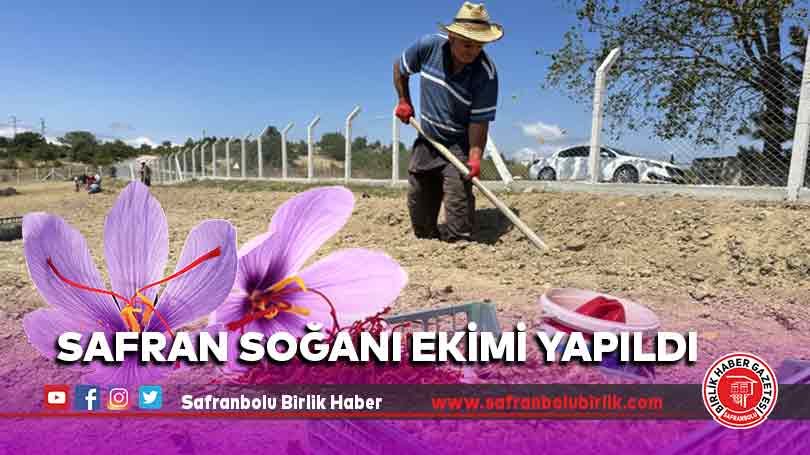 Safran Soğanı Ekimi Yapıldı