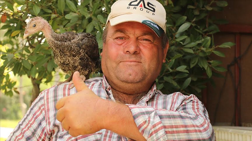 Antalya’da meralardaki çekirgelere karşı “hindili” mücadele