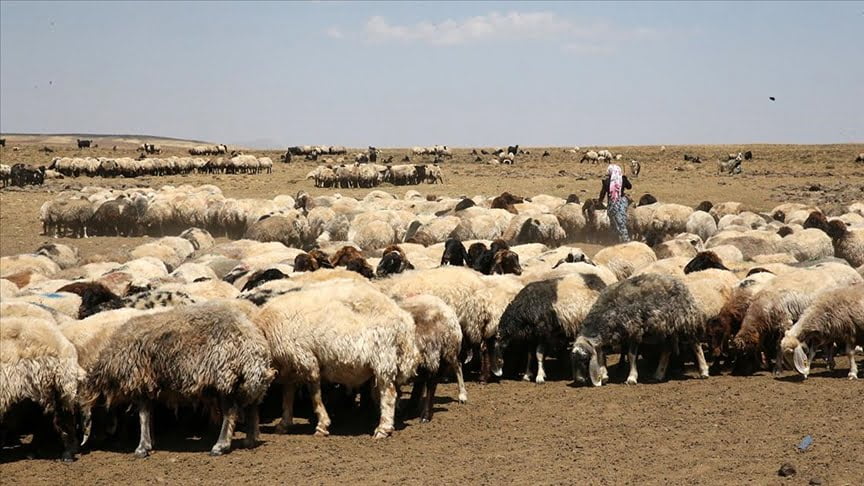 300 bin küçükbaş hayvanla Bitlis yaylalarında konaklıyor