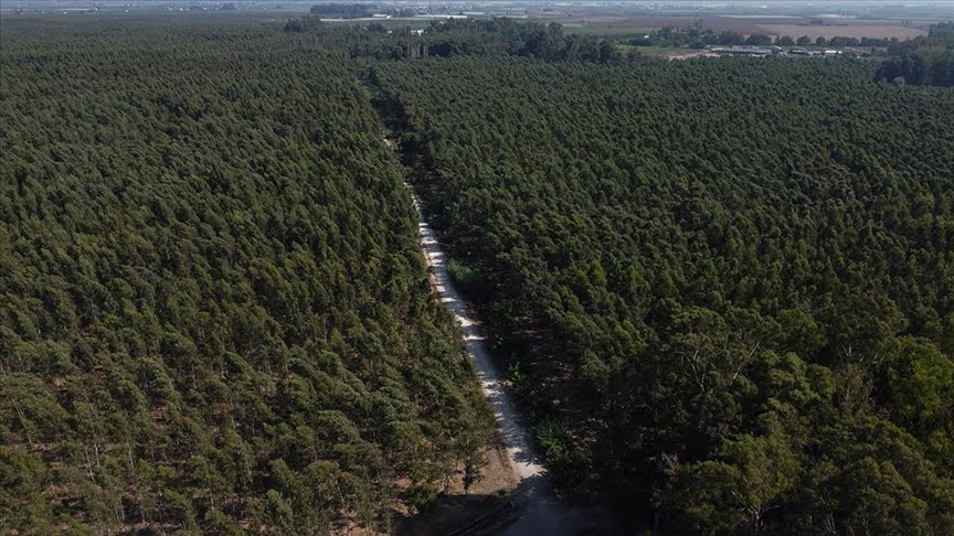Bataklığı kurutmak için dikilen okaliptusların bulunduğu bölge endüstriyel ormana dönüştü