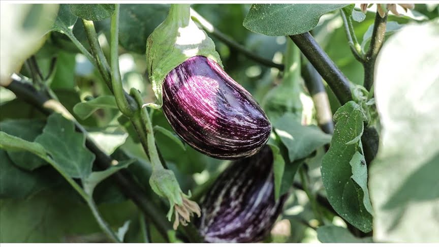 “Pijamalı patlıcan”ın üretimi yaygınlaşıyor