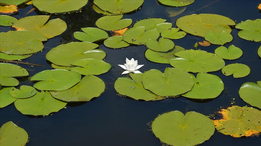 Türkiye’nin tek parça halindeki en büyük subasar ormanı Acarlar misafirlerini ağırlıyor