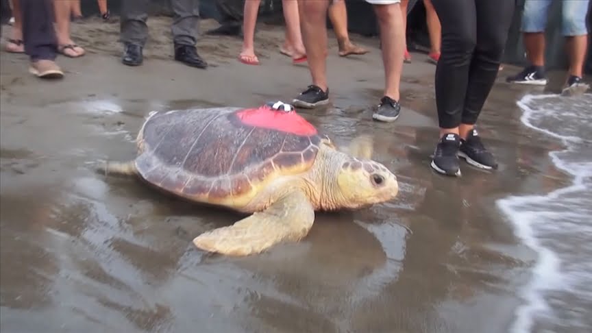 Uydu cihazıyla en uzun süre izlenen “Caretta Caretta Tuba” 25 bin kilometre katetti