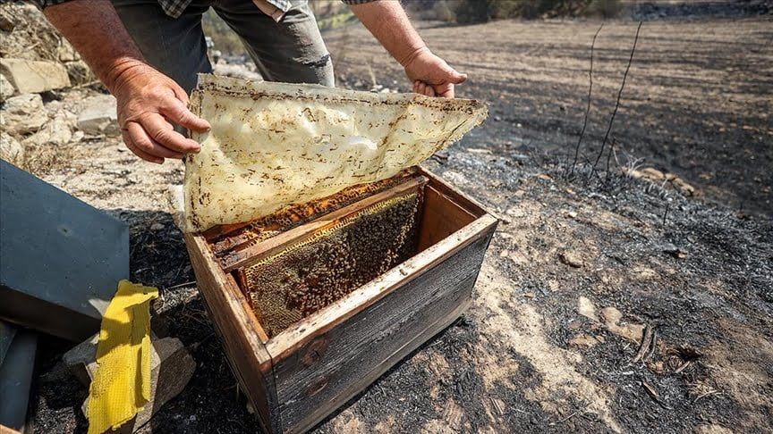 Orman yangınında 18 kovanı kaybetti