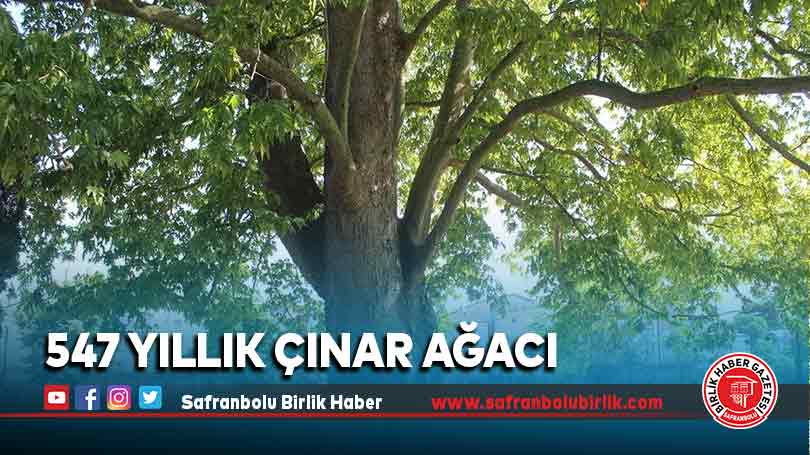 547 yıllık çınar ağacı