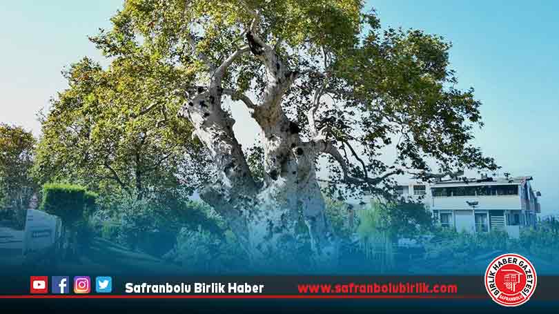 Tarihi çınar ağacı ihtişamıyla 860 yıldır ayakta duruyor