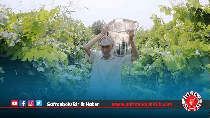 91 yaşındaki Manisalı çiftçi, topraktan kopamıyor