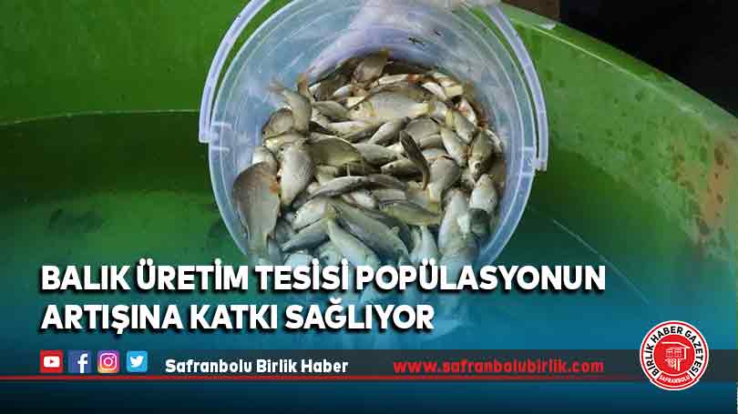 Bolu’daki balık üretim tesisi popülasyonun artışına katkı sağlıyor