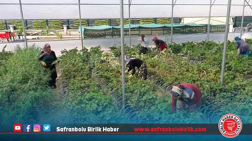 Devlet desteğiyle fide üretimine başladı, 20 kadını istihdam etti