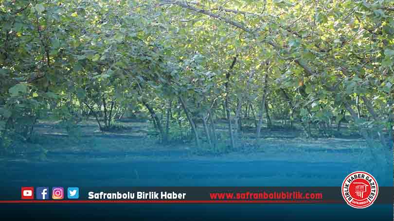 File örtüyle hasat yapan fındık üreticisi maliyet ve zaman tasarrufu sağladı