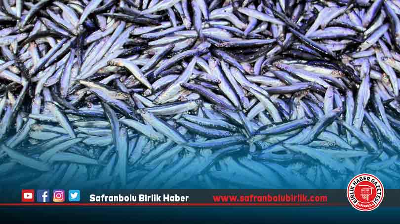 Hamsinin kilogramı 50 liraya düştü