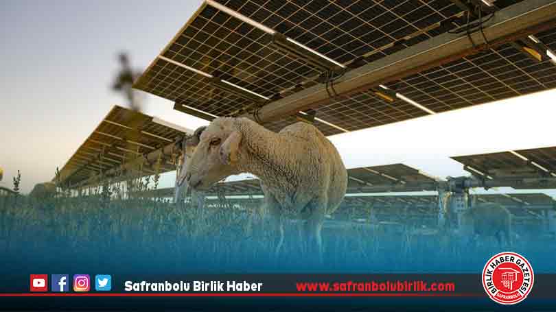 Avrupa’nın en büyük güneş enerji santrali küçükbaş için otlatmaya açıldı