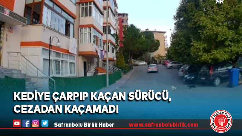 Kediye çarpıp kaçan sürücü, cezadan kaçamadı