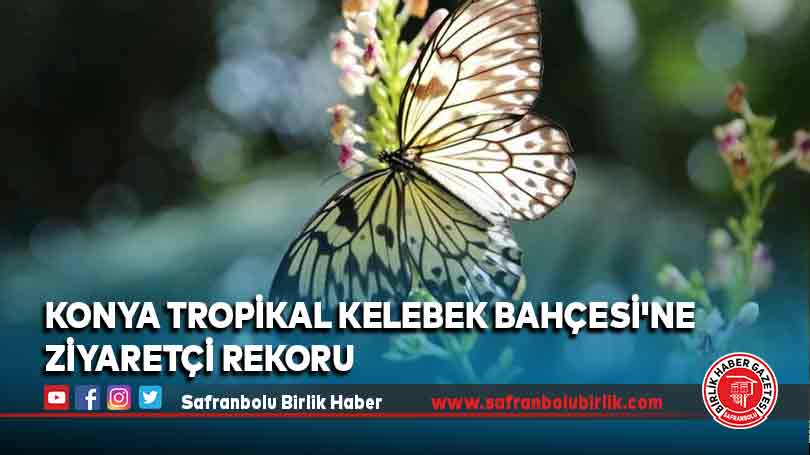 Konya Tropikal Kelebek Bahçesi’ne ziyaretçi rekoru