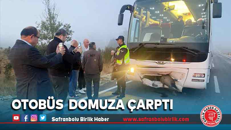 Otobüs yola çıkan domuza çarptı