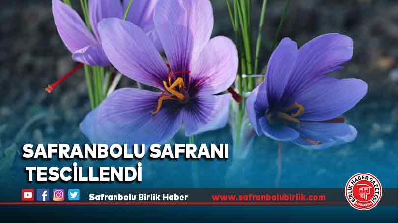 Safranbolu safranı tescillendi