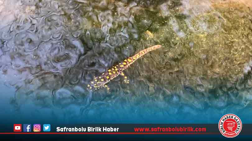 Anadolu benekli semenderi görüntülendi