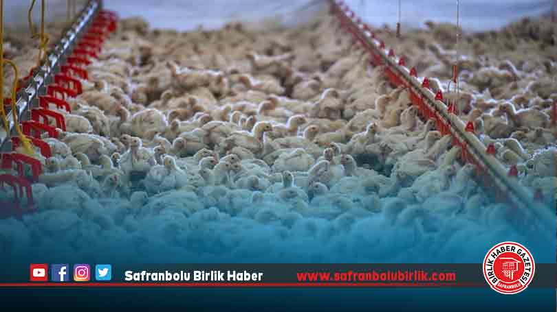 Tavuk eti üretimi temmuzda yıllık bazda yüzde 3,3 arttı