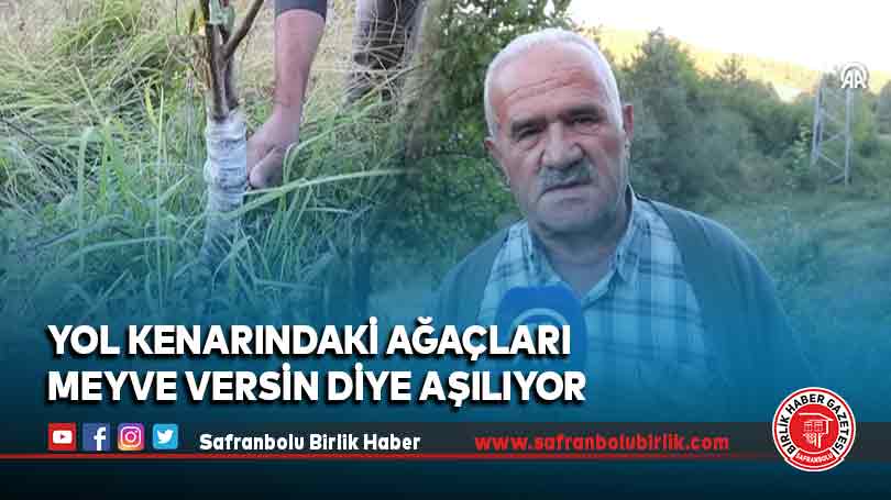 Yol kenarındaki ağaçları meyve versin diye aşılıyor