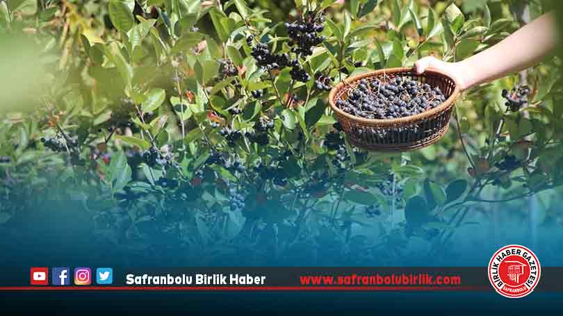 Eşinin sağlığı için yetiştirmeye başladığı aronyada taleplere yetişemiyor