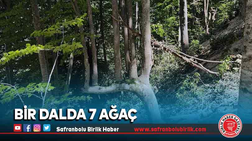 Küre Dağları’nda aynı daldan 7 ağacın büyüdüğü kayın ağacı bulundu