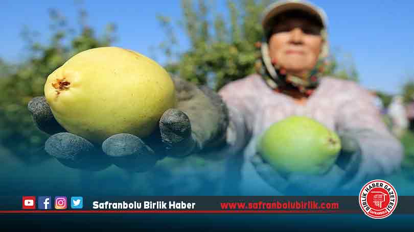 Kadın mevsimlik işçiler meyve bahçelerinde aile bütçesine katkı sağlıyor