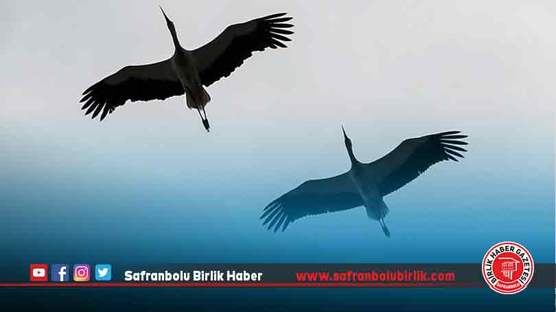 Akademisyenlere göre leyleklerin erken göçü sert geçecek kışın habercisi