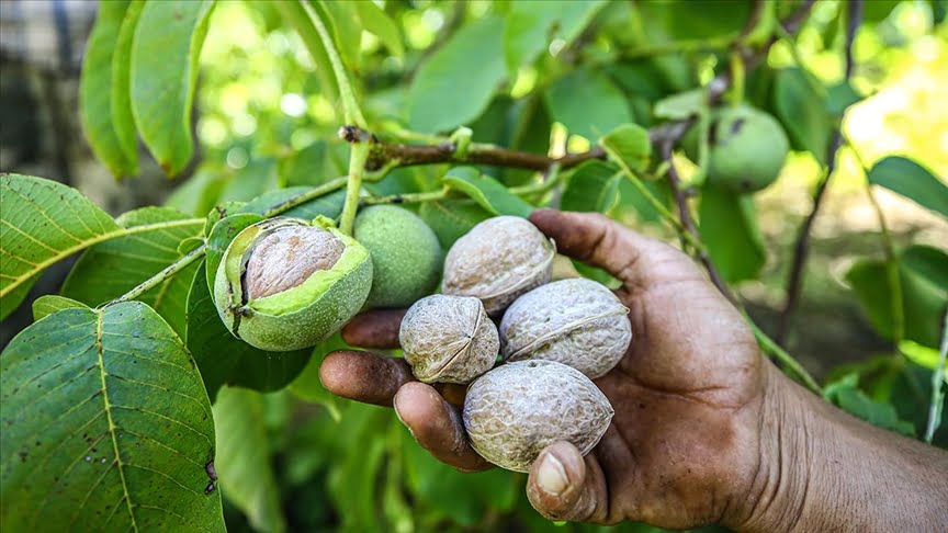 AB tescilli “Çağlayancerit cevizi”nde rekolte genç fidanların yetişmesiyle artıyor