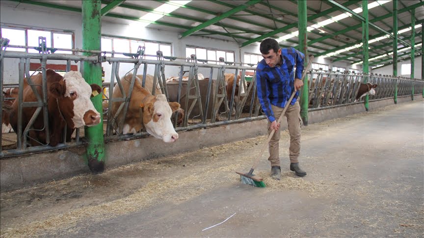 Memleketine dönüp babasından devraldığı besi çiftliğini devlet desteğiyle büyüttü