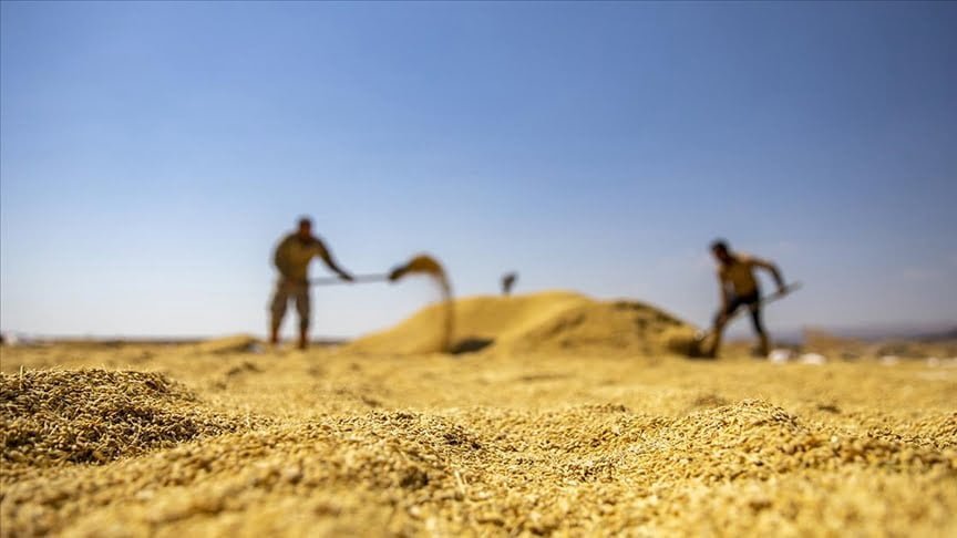 Karacadağ’ın eteklerinde kadın erkek alın teriyle çeltik topluyor