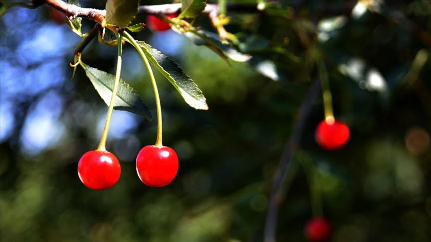 Farklı şehirlerde üretimi olumsuz etkileyen sıcak hava Sarıkamış’ta meyve ağaçlarına yaradı