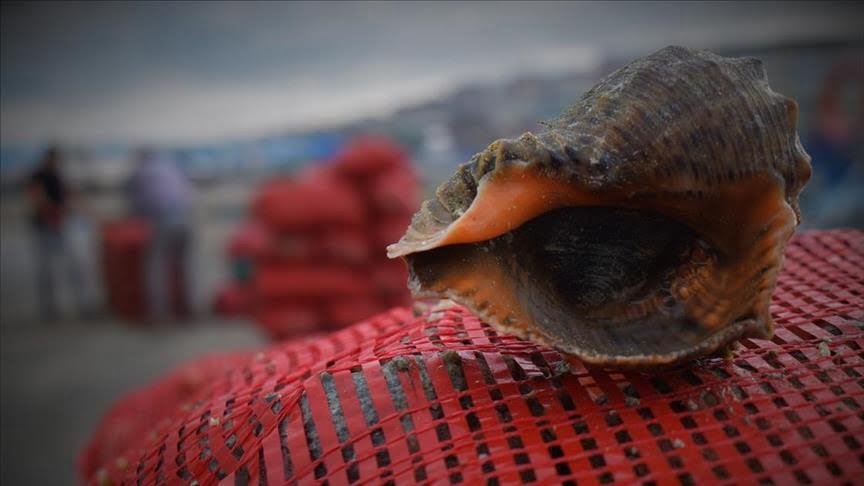 Türkiye’nin deniz salyangozu ihracatı 8 ayda 11,6 milyon doları aştı