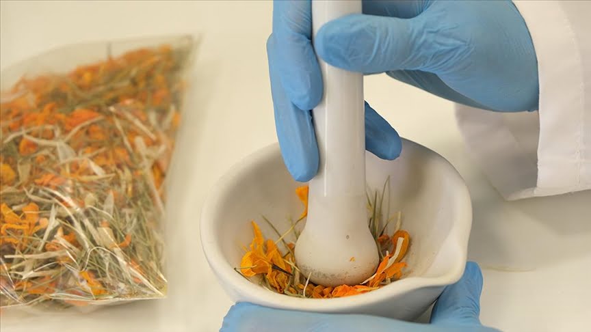 Hitit Üniversitesinde çiğdem çiçeğinin cilt hastalıklarının tedavisinde etkili olabileceği belirlendi