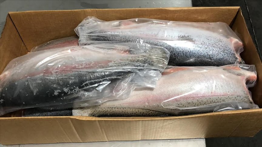 Doğu Karadeniz’in su ürünleri ihracat geliri 8 ayda yüzde 50 arttı