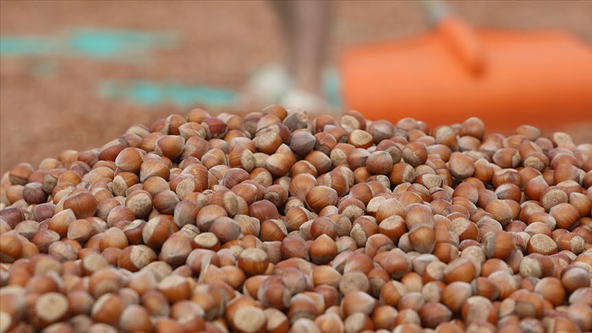 Türkiye’den Almanya’ya 85 bin tonu aşkın fındık ihraç edildi