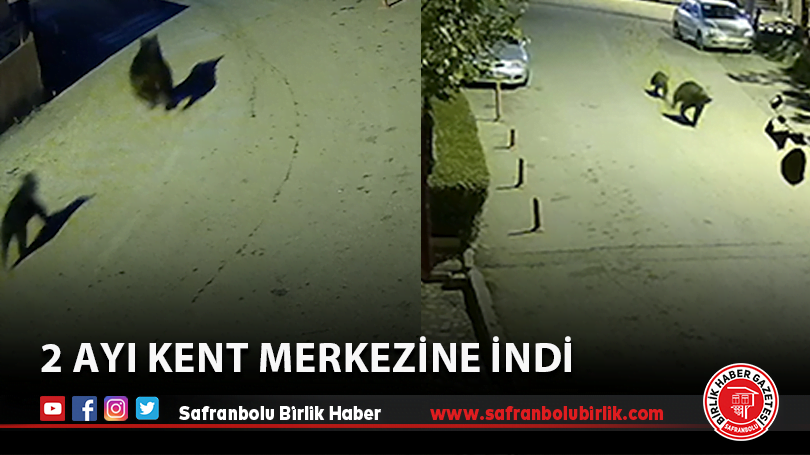 2 Ayı Kent Merkezine İndi