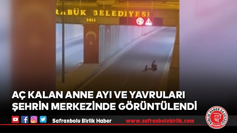 Aç kalan anne ayı ve yavruları şehrin merkezinde görüntülendi