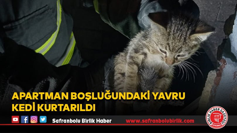 Apartman boşluğundaki yavru kedi kurtarıldı