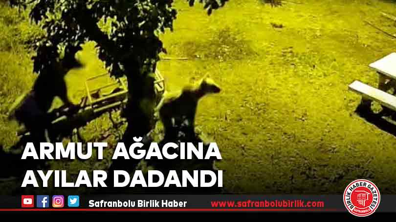 Armut ağacına ayılar dadandı