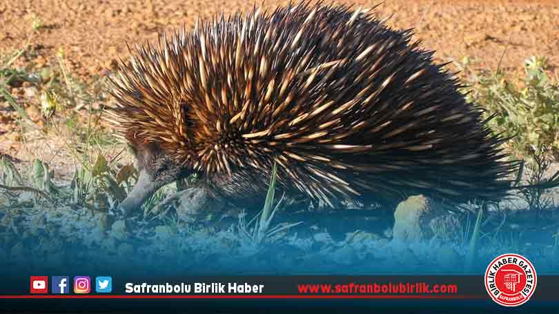 Avustralya’da araştırmacılar, ilk kez kısa gagalı karıncayiyenin sesini kaydetti