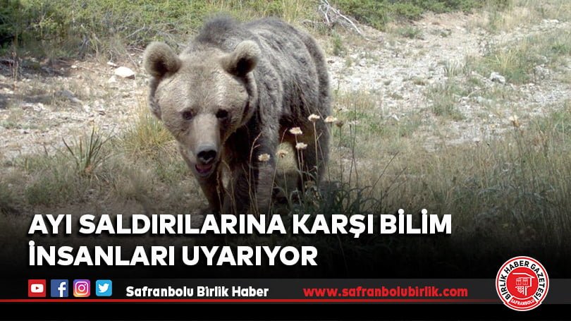 Ayı saldırılarına karşı bilim insanları uyarıyor