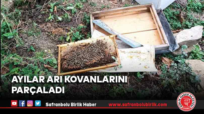 Ayılar arı kovanlarını parçaladı